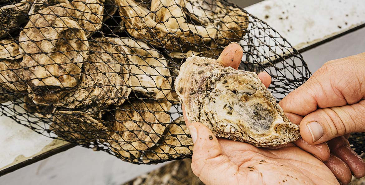 Bringing the Bay Home: Tree Economics, Fish Business, and Oyster Farming -  Chesapeake Bay Foundation