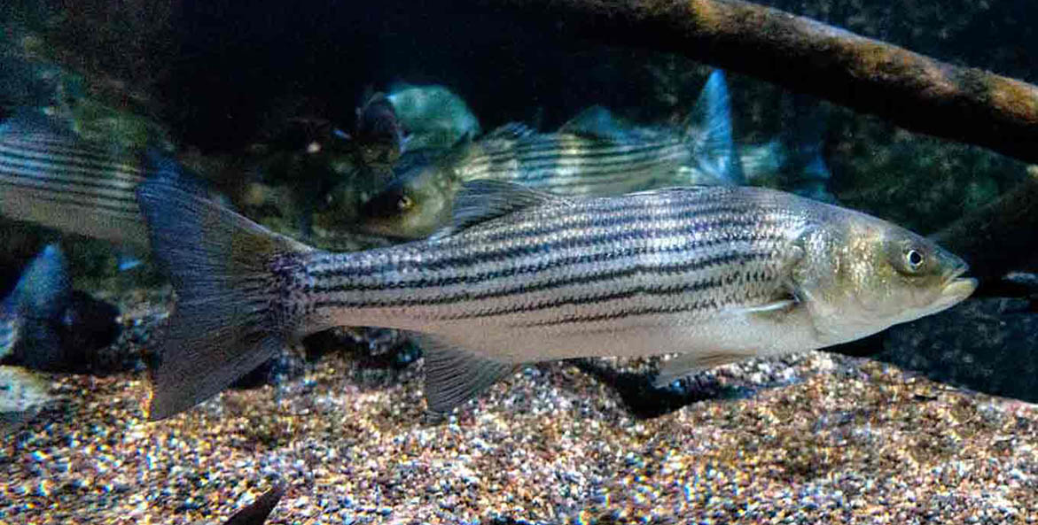 CBF Supports Maryland DNR's Emergency Regulations for Striped Bass