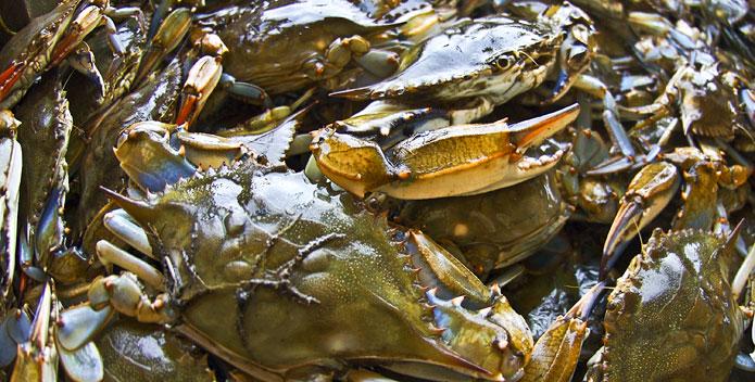 Blue Crabs - Chesapeake Bay Foundation