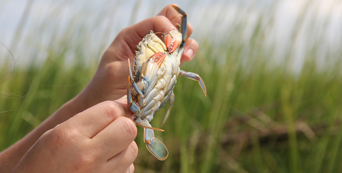 A hand holds a blue crab.