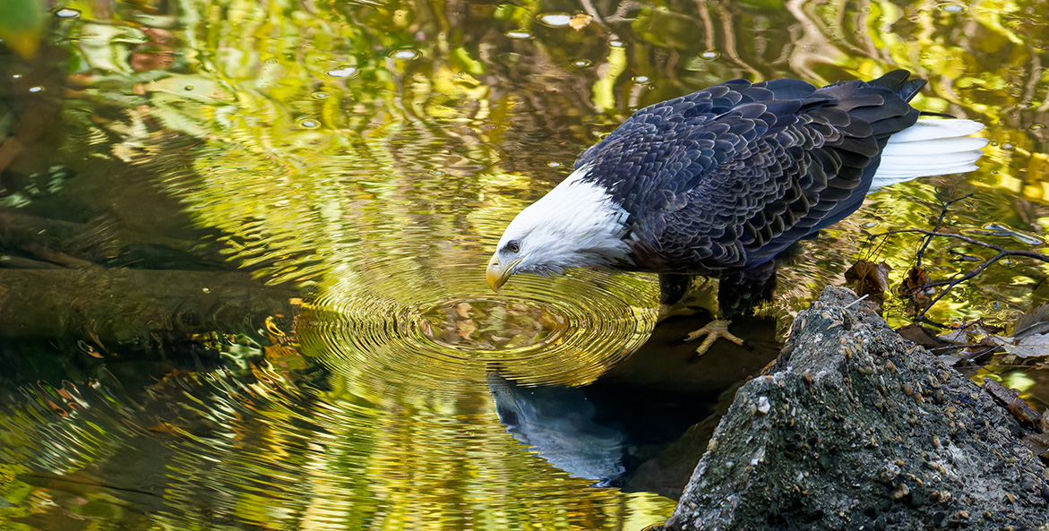 A bald eagle stares at its reflection.