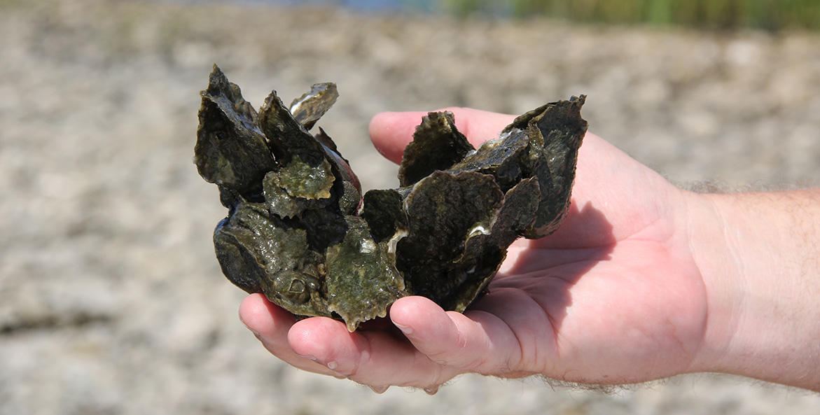 A hand holds a a group of oyster shells that are bonded together.