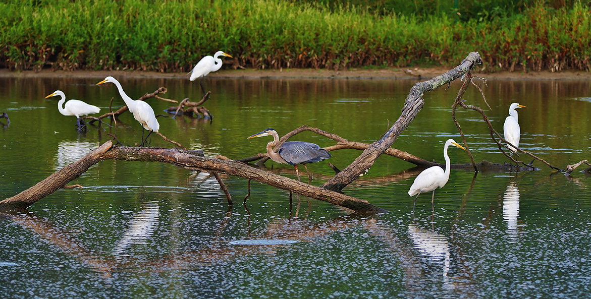 egrets and heron Nuala Hastings 1171x593