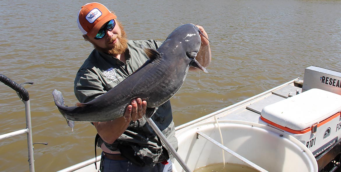 A member of the Virginia Department of Game and Fisheries holds up a big blue catfish caught during an electrofishing demonstration in the tidal James River.