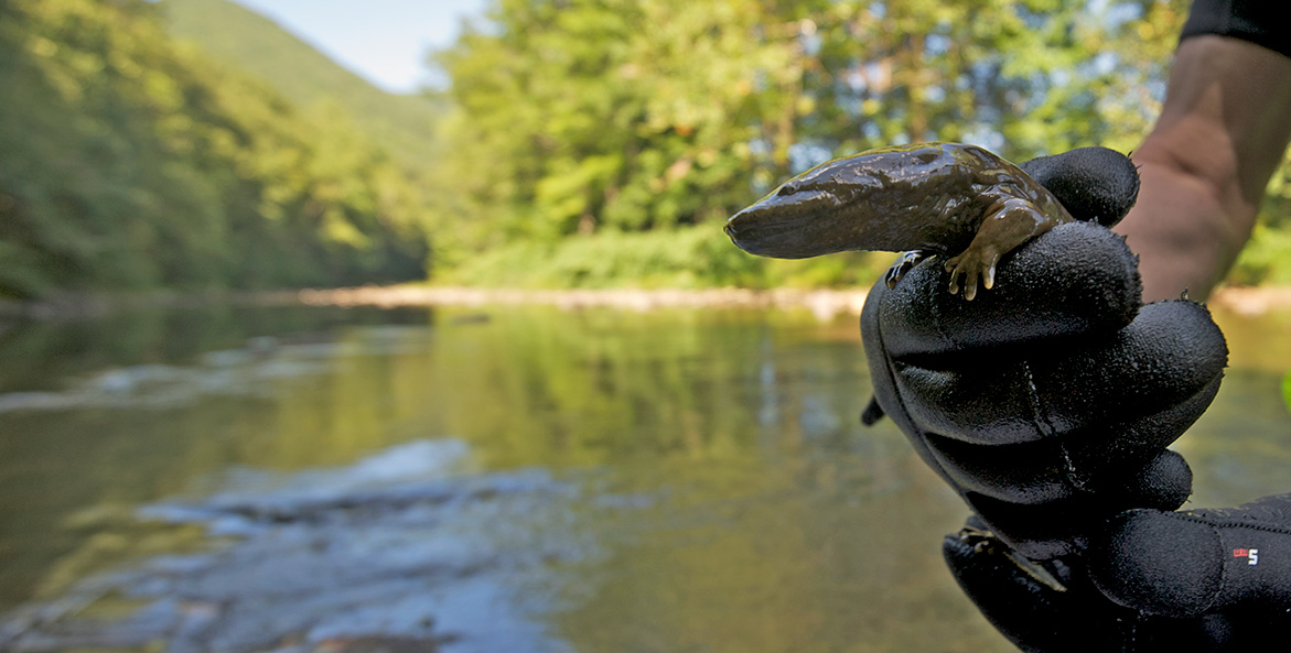 hellbender NeilEverOsborne/iLCP 1171x593