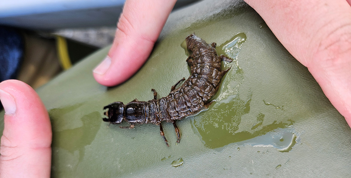 A centipede-looking creature with large mandibles sits on a wet leaf.