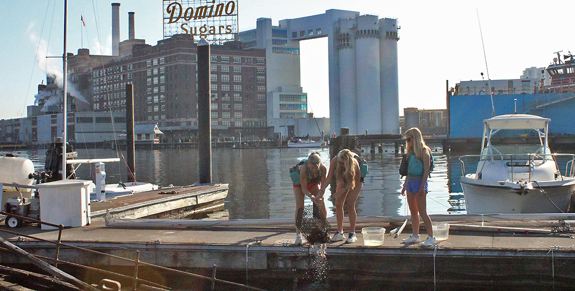 Three students pull an oyster cage up on a pier; Baltimore's iconic Dominoes Sugars sign and building in the background.