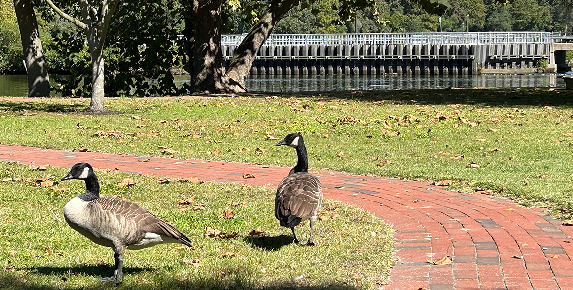 Two geese stand on the grass in a park adjoining a creek.