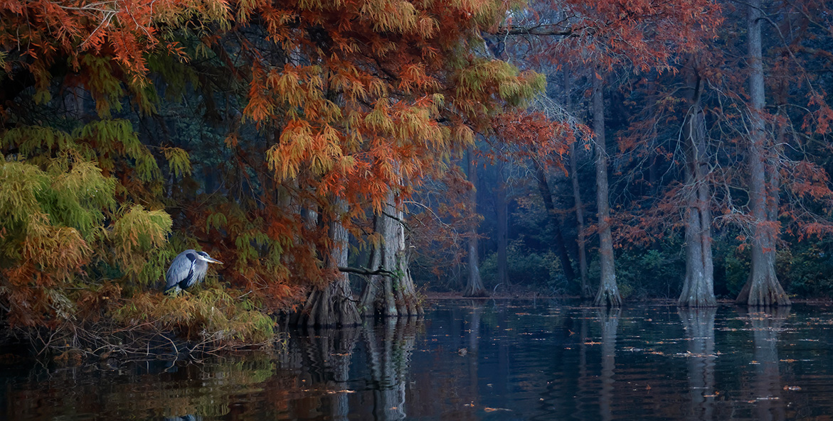 A great blue heron perches on the bank of a swamp, with trees in full fall foliage.