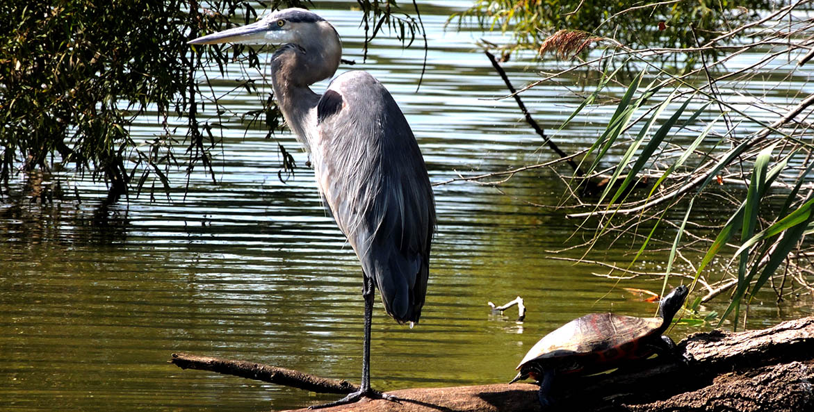 Turtle and great blue heron standing next to each other on a log at the edge of a pond.