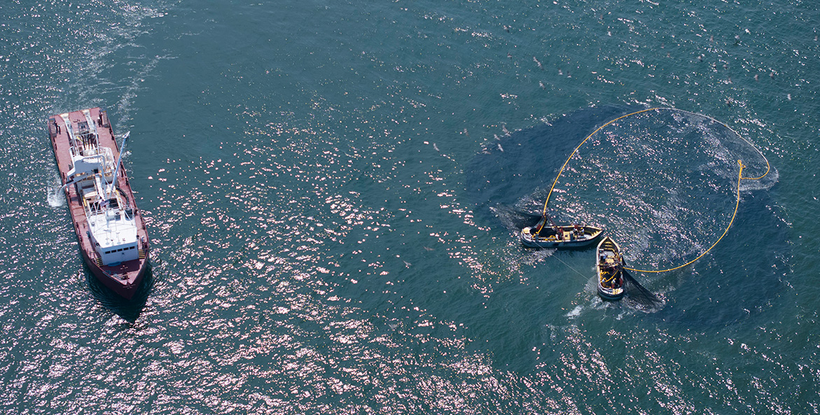 Two small boats manage a net encircling a school of fish while a larger fishing boat approaches.