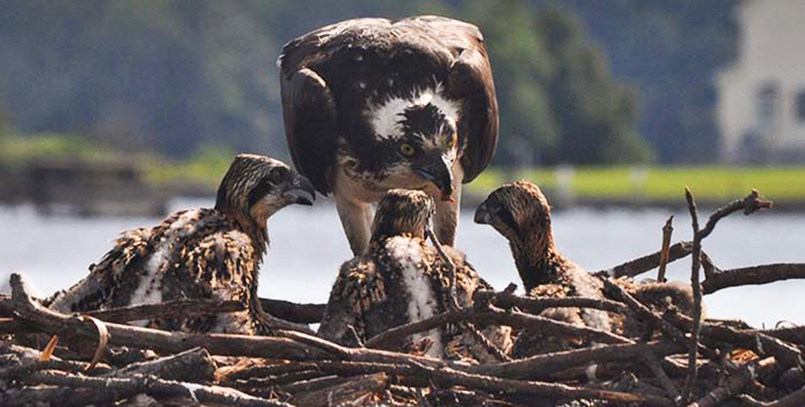 An adult osprey feeds three babies in a nest along the shoreline.