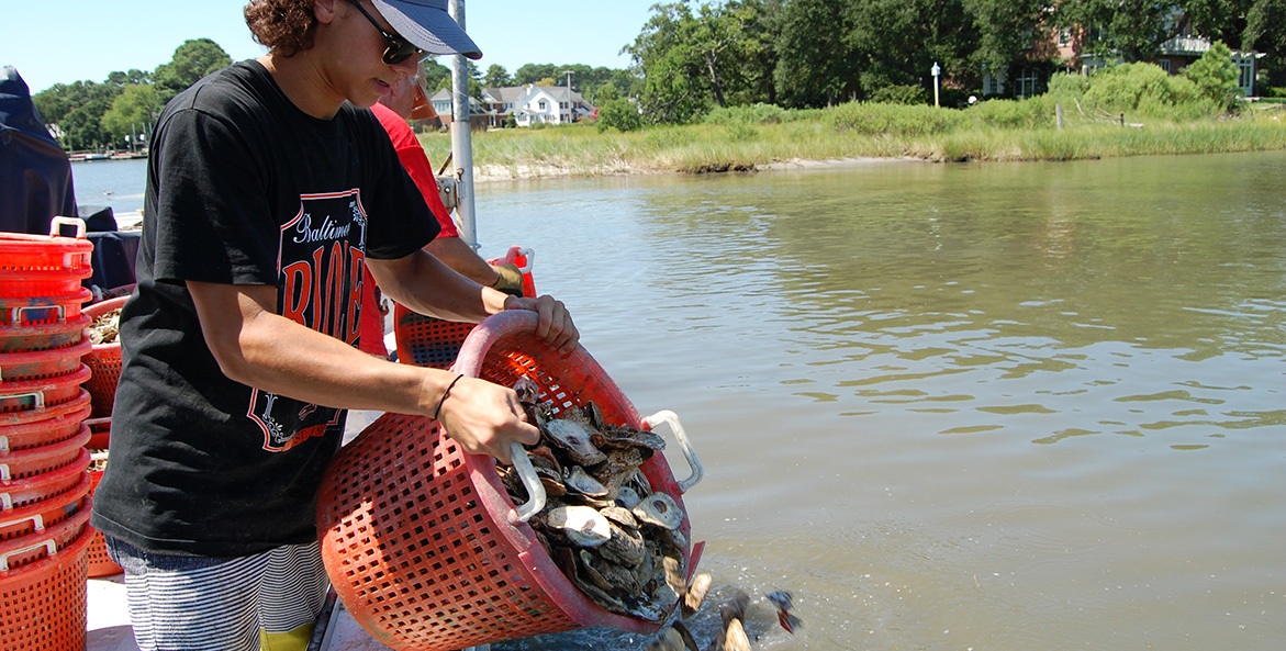 A person stands aboard a boat, emptying an orange basket of oyster shell into the water.