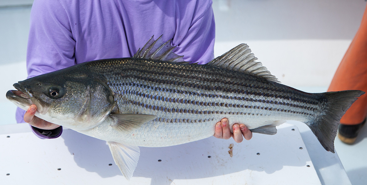 A person holds a large striped bass.