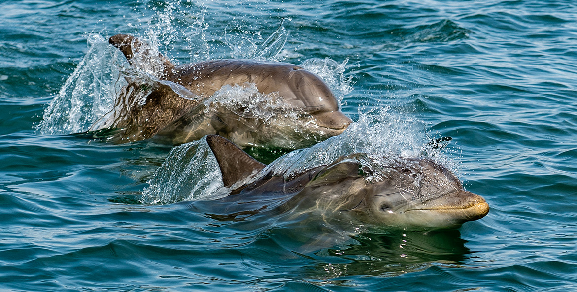 Two dolphins break the surface as they swim.