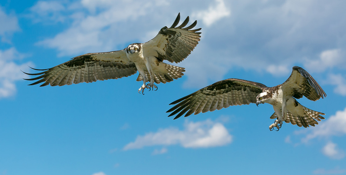 Two osprey flying in a bright blue sky.