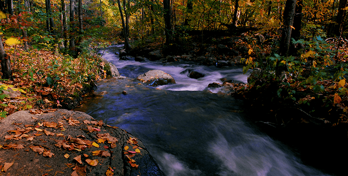 fall leaves and stream - Bill Portlock - 695x352