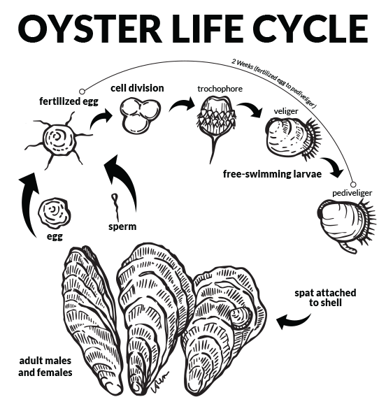 Oyster Life Cycle. Oyster egg and sperm join to create a fertilized egg. Cell division creates a small, translucent, free-swimming larva called a tochophore. The larva then grows a shell and cilia that it uses for swimming and capturing food, at this stage called a veliger. The next stage is a pediveliger, where a foot develops to help it move about. The process from fertilization to pediveliger takes about two weeks. These grow into spat, which attach themselves to other oysters and grow into new oysters.