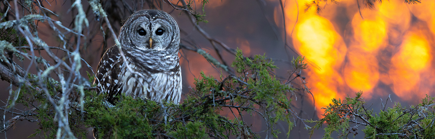 A barred owl sits in a tree.