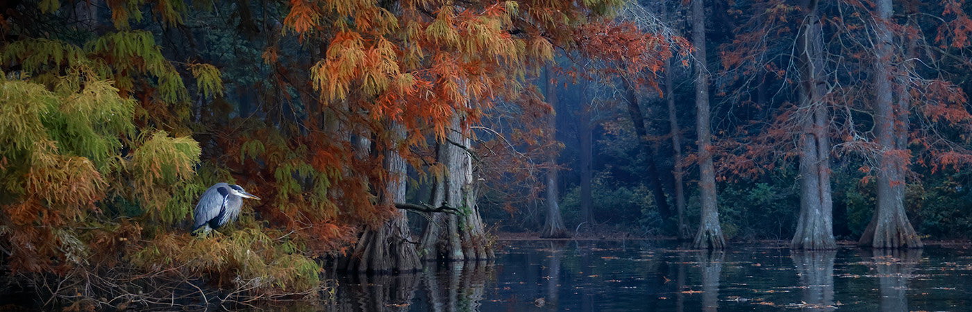 A blue heron perches on the shore by a stream in autumn.