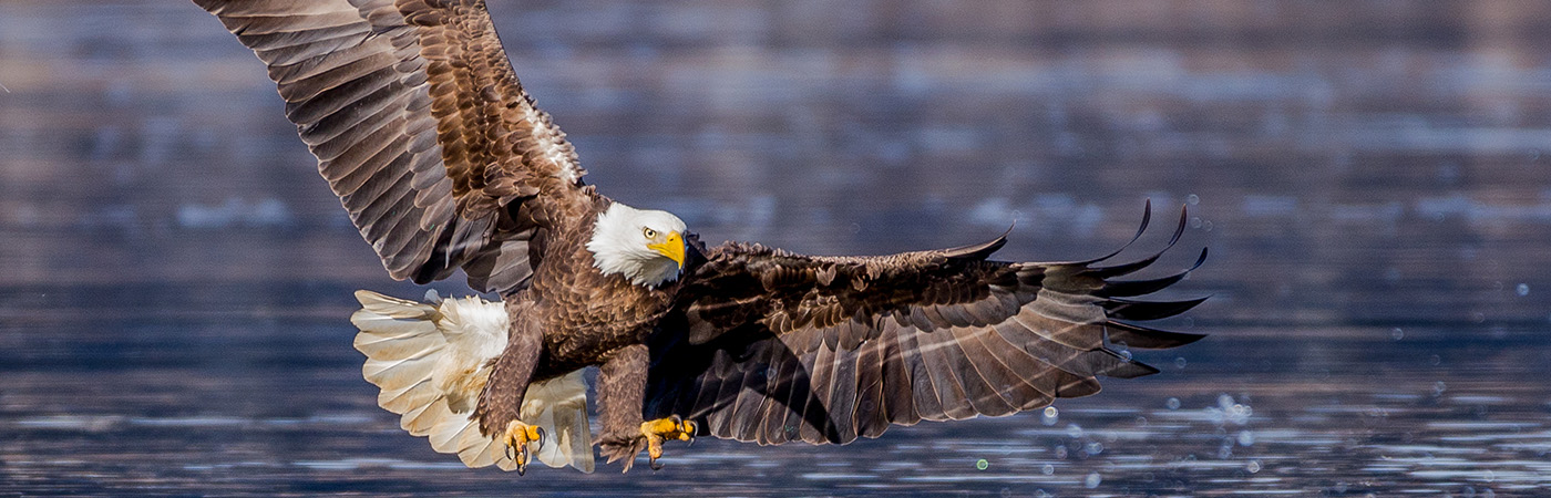 An eagle swoops down to the water, talons extended to catch a fish.