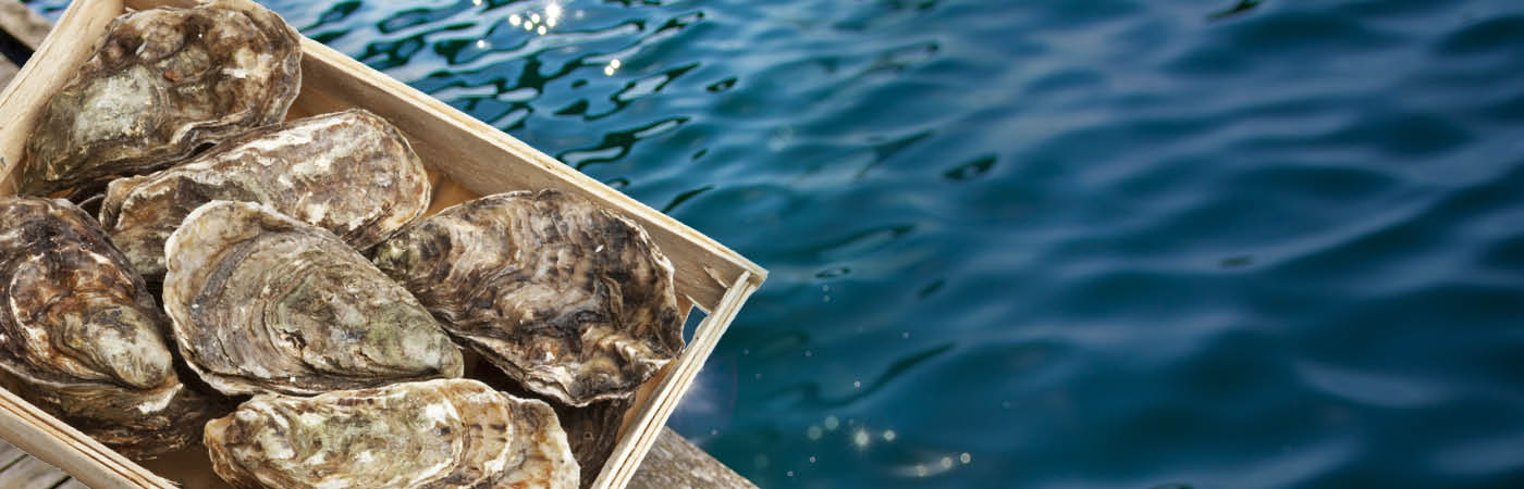 Fresh oysters sit in a crate on a dock, with water in the background.