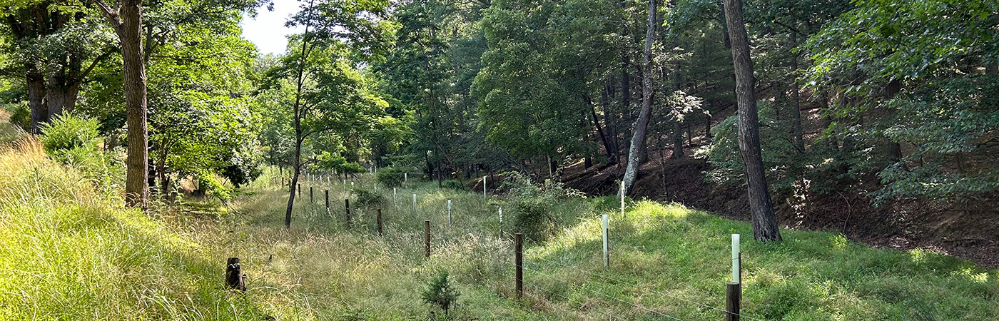 Fencing and native tree seedlings border a wooded gully.