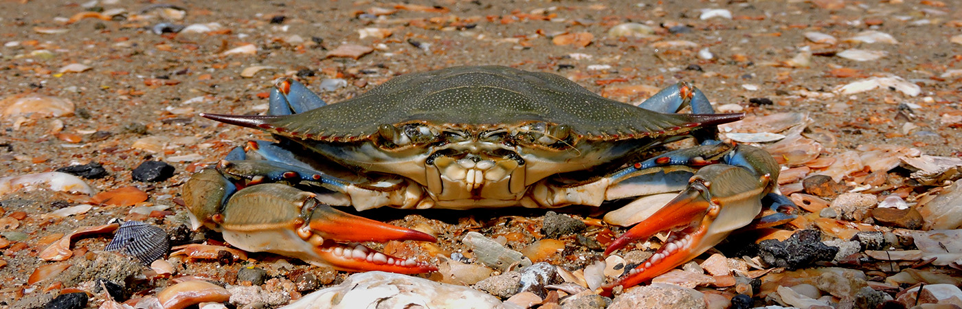 A blue crab on the beach.