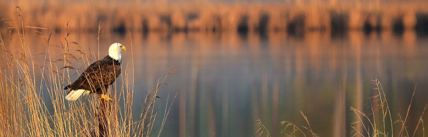 A bald eagle perches on a post in the marsh.