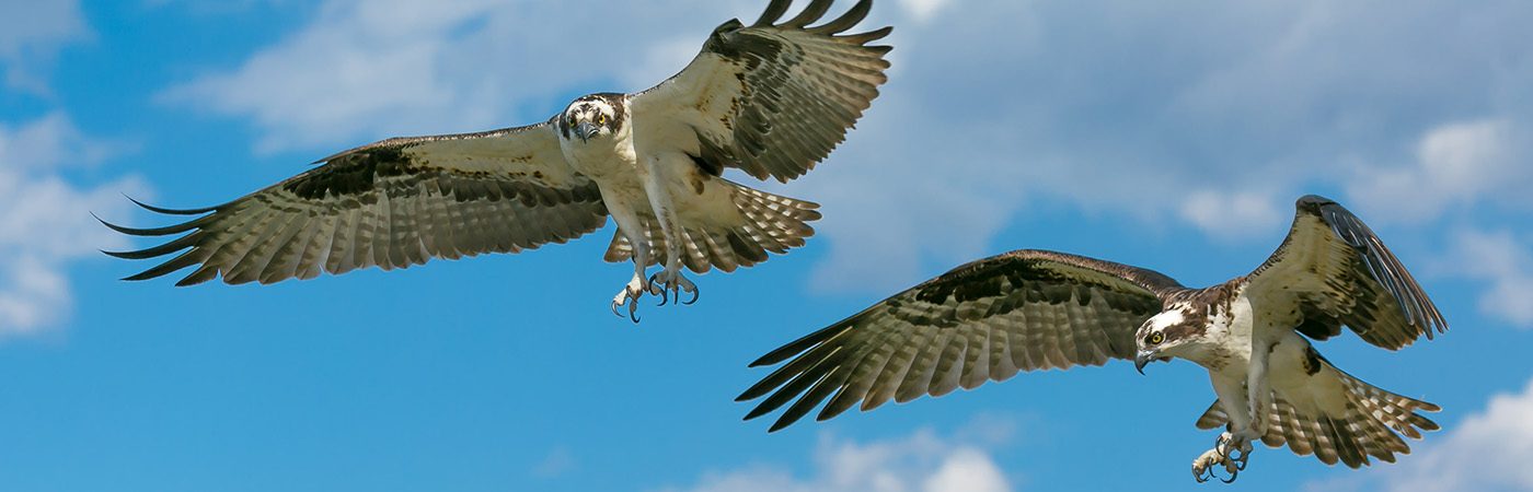 Two osprey flying.