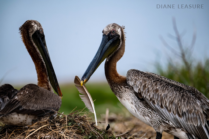 A pelican places a feather on a nest while its partner watches.