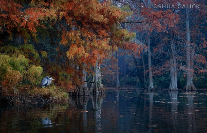 A great blue heron perches on tree limbs close to the water, covered with with autumn leaves of red, gold, and green and looks out across the still waters.