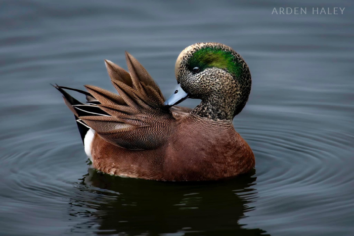 A duck brown, white, and black feathers stand out in detail as it turns its speckled head, with a deep green swoop running from eye to neck, and preens its feathers with its beak.