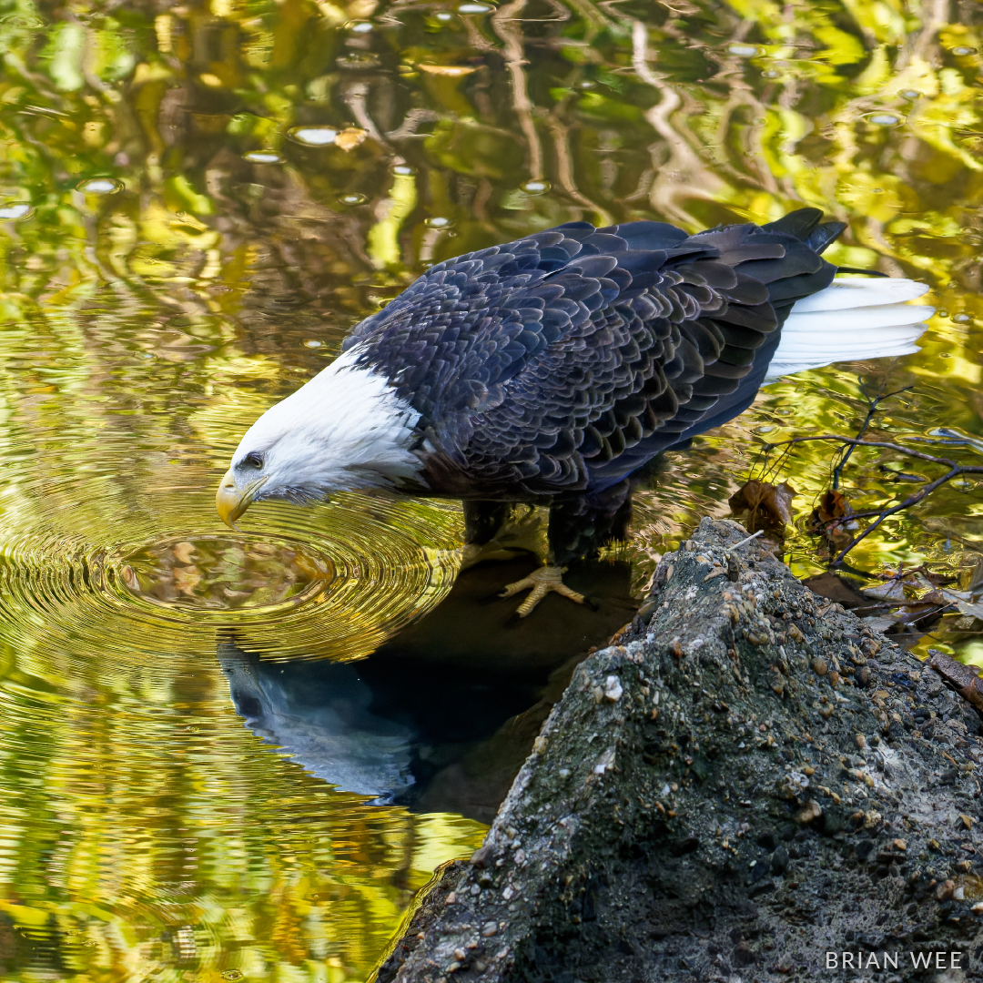 A bald eagle stares at it's reflection in the water, as ripples spread from where it pecked at the surface.