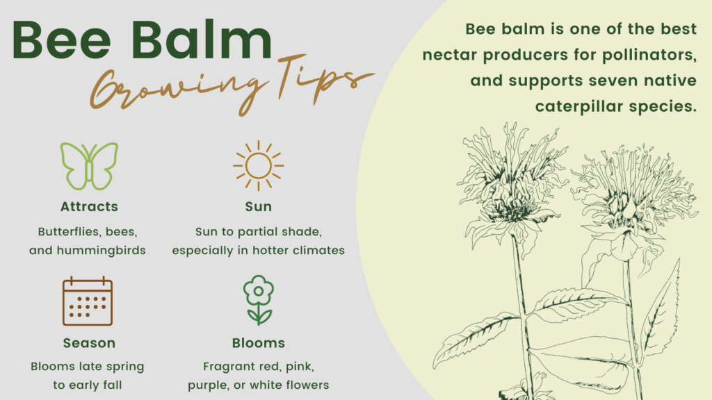 Bee Balm - one of the best nectar producers for pollinators, and supports seven native caterpillar species. Growing tips - attracts butterflies, bees, and hummingbirds; sun to partial shade, especially in hotter climates; blooms late spring to early fall; fragrant red, pink, purple, or white flowers.