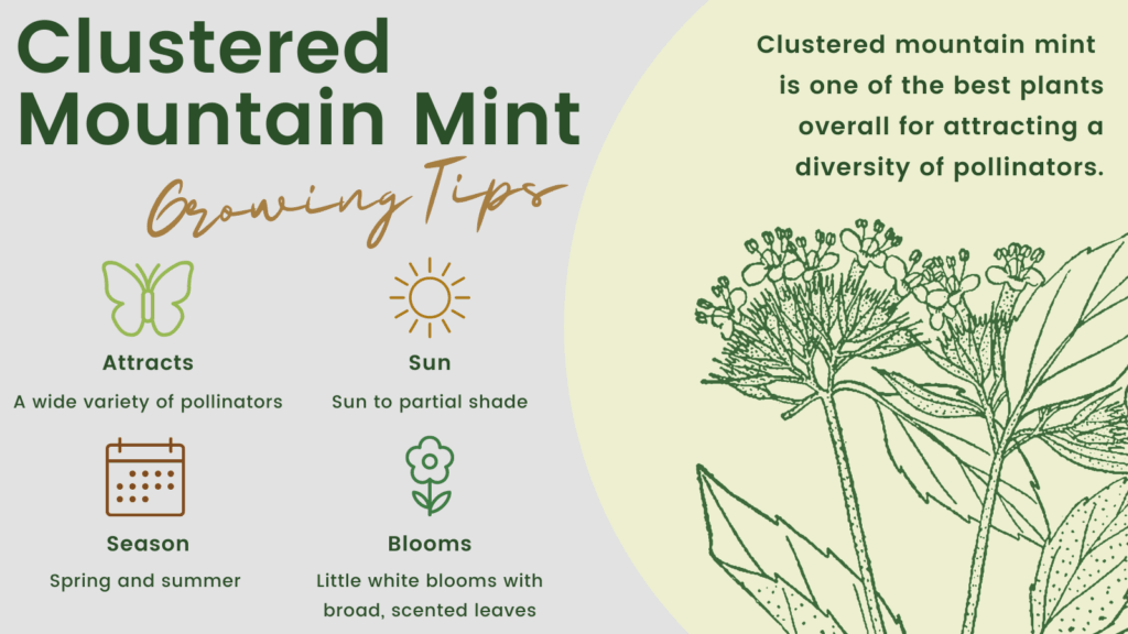 Clustered Mountain Mint - one of the best plants overall for attracting a diversity of pollinators. Attracts a wide variety of pollinators, sun to partial shade, spring and summer, little white blooms with broad, scented leaves.